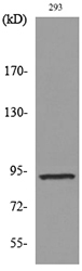 Western blot analysis of lysate from 293 cells, using CDCP1 Antibody