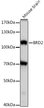 Western blot analysis of lysates from mouse brain, using BRD2 pAb at 1:1000 dilution