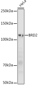 Western blot analysis of lysates from HeLa cells, using BRD2 pAb at 1:1000 dilution