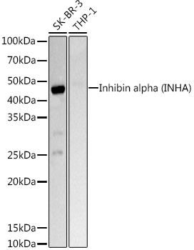 Western blot analysis of extracts of various cell lines, using Inhibin alpha  Rabbit pAb antibody  at 1:1000 dilution