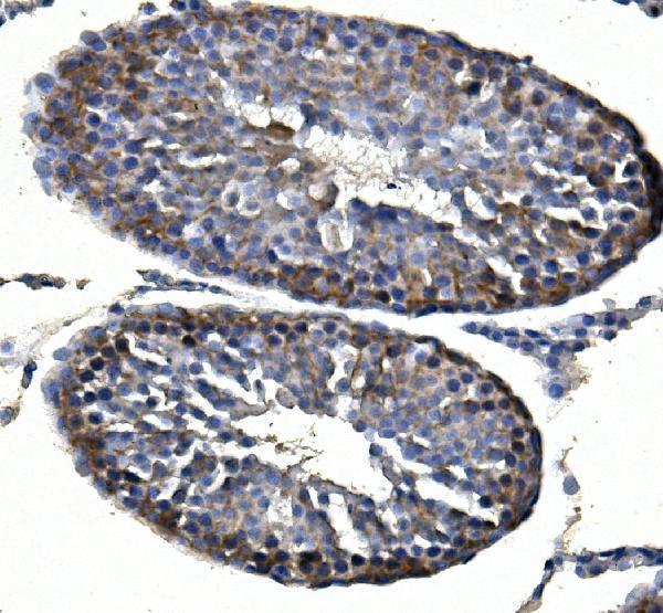 a02413 3 inha primary antibodies ihc testing 2
