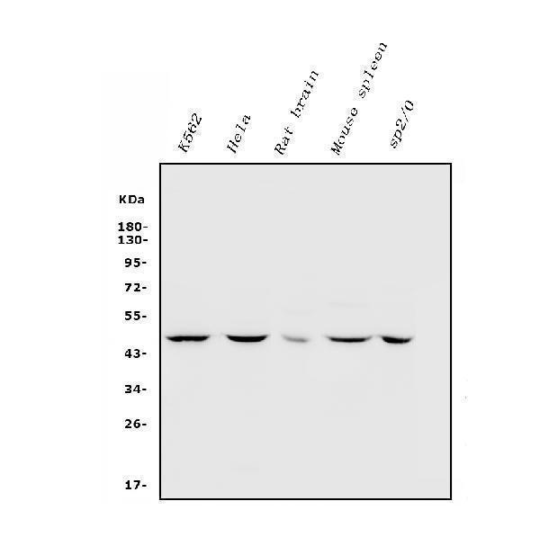 a02413 3 inha primary antibodies wb testing 1