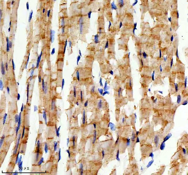 a02414 1 rb1cc1 primary antibodies ihc testing 4
