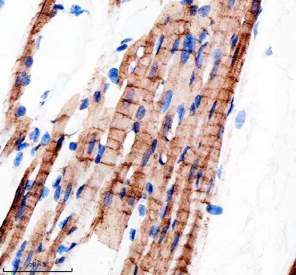 a02414 1 rb1cc1 primary antibodies ihc testing 5