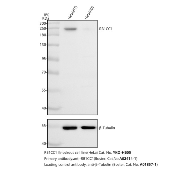 a02414 1 rb1cc1 primary antibodies wb testing 2