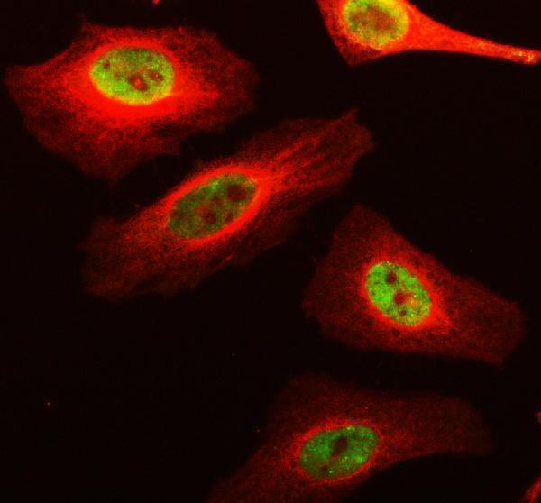a02415 recql primary antibodies if testing 1