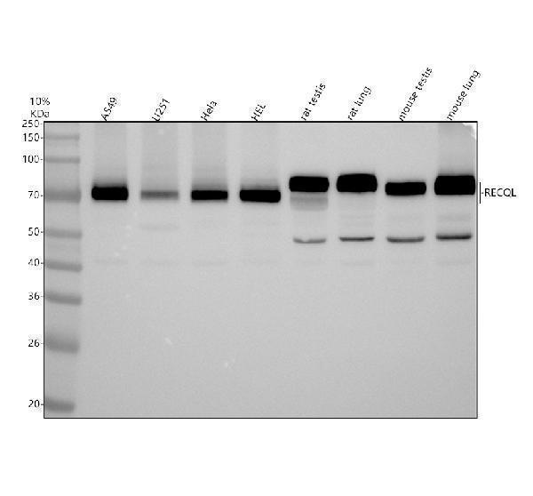 Western blot analysis of RECQL using anti-RECQL antibody (A02415)