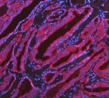 a02416 2 krt7 primary antibodies if testing 8