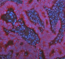 a02416 2 krt7 primary antibodies if testing 9