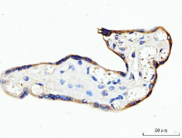 a02416 2 krt7 primary antibodies ihc testing 4