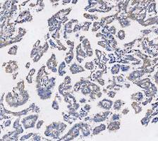 a02416 2 krt7 primary antibodies ihc testing 7