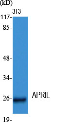Western Blot analysis of various cells using APRIL Polyclonal Antibody diluted at 1:2000