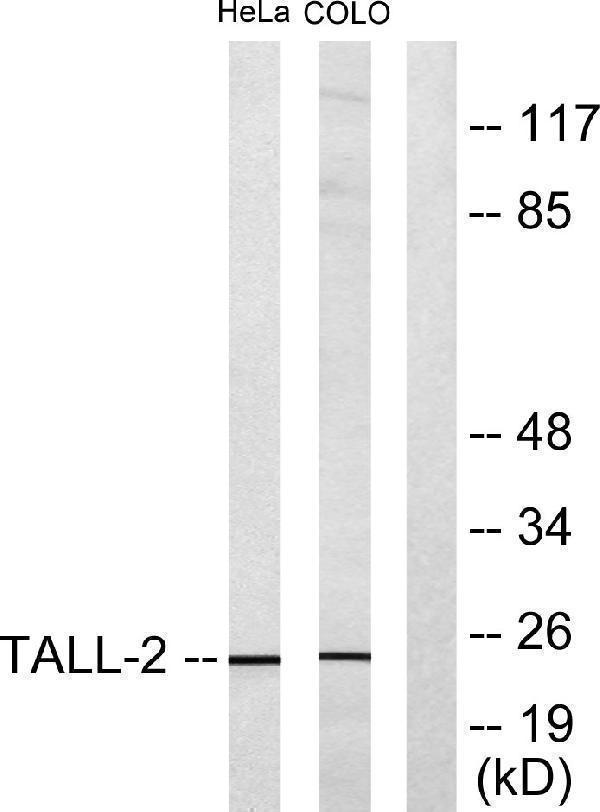 Western blot analysis of lysates from HeLa and COLO205 cells, using TALL-2 Antibody