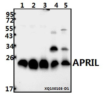 Western blot (WB) analysis of APRIL (S183) pAb at 1:500 dilution
Lane1:SGC7901 whole cell lysate(40ug)
Lane2:A549 whole cell lysate(40ug)
Lane3:Panc1 whole cell lysate(40ug)
Lane4:H9C2 whole cell lysate(40ug)
Lane5:CT26 whole cell lysate(40ug)