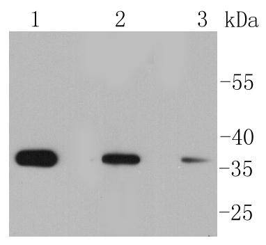a02418s51 eif2a primary antiboties wb testing 1