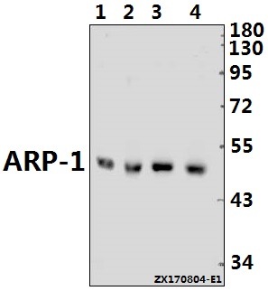a02420t7 nr2f2 primary antiboties wb testing 1