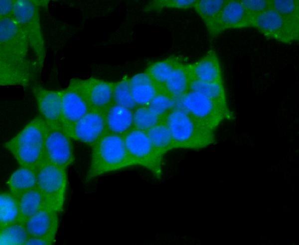 ICC staining smooth muscle Myosin heavy chain 11 in 293T cells (green)