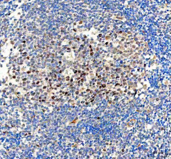 a02423 2 bag1 primary antibodies ihc testing 4