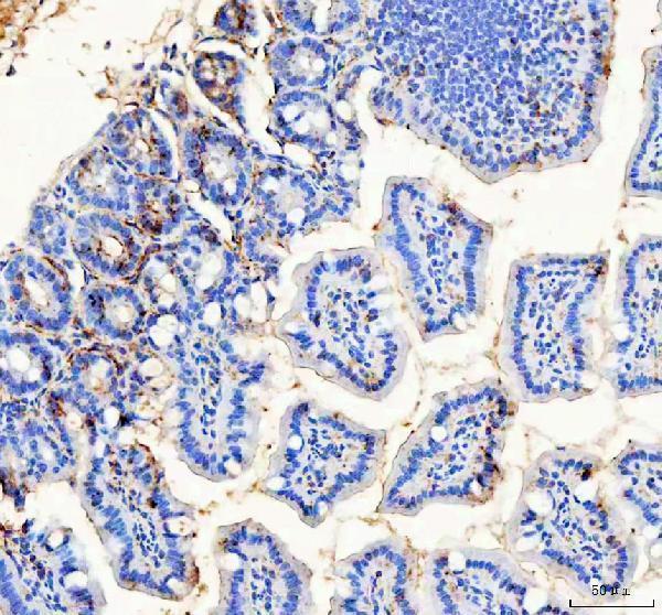 a02423 2 bag1 primary antibodies ihc testing 5