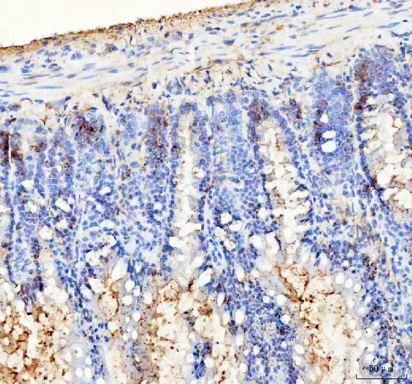 a02423 2 bag1 primary antibodies ihc testing 6