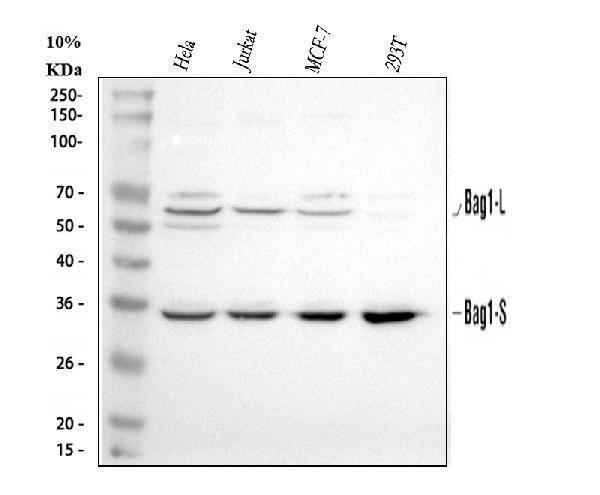 a02423 2 bag1 primary antibodies wb testing 1