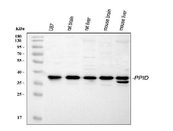 a02424 ppid primary antibodies wb testing 1