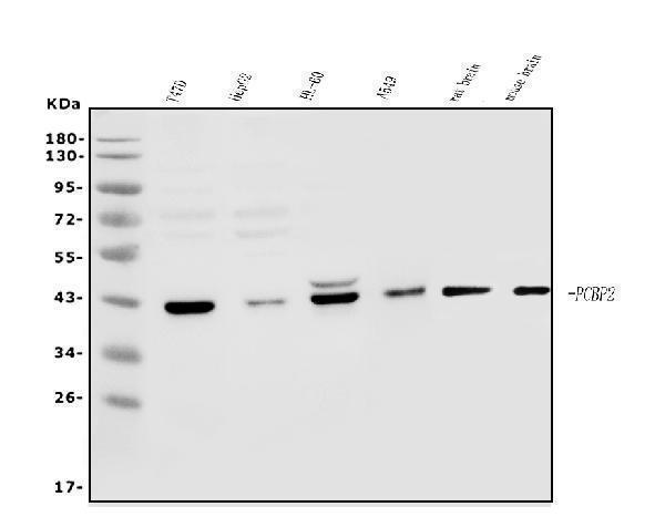 a02425 2 pcbp2 primary antibodies wb testing 1