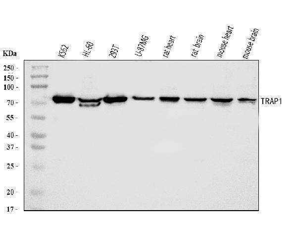  Western blot analysis of TRAP1 using anti-TRAP1 antibody (A02426-1)