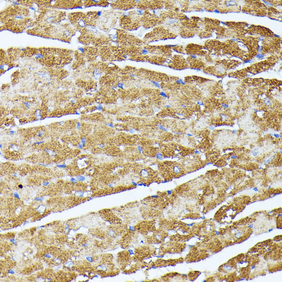 a02426 trap1 primary antiboties ihc testing 4