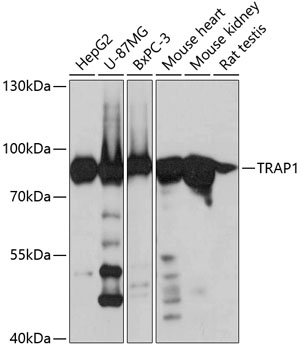 a02426 trap1 primary antiboties wb testing 1