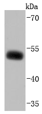 Western blot analysis of EBP50 on MCF-7 cells lysates using anti-EBP50 antibody at 1/1,000 dilution