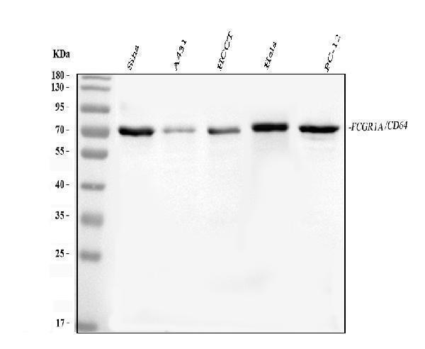 a02428 1 fcgr1a primary antibodies wb testing 1