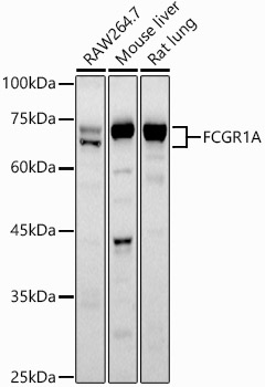 Western blot analysis of extracts of various cell lines, using CD64   antibody  at 1:1000 dilution