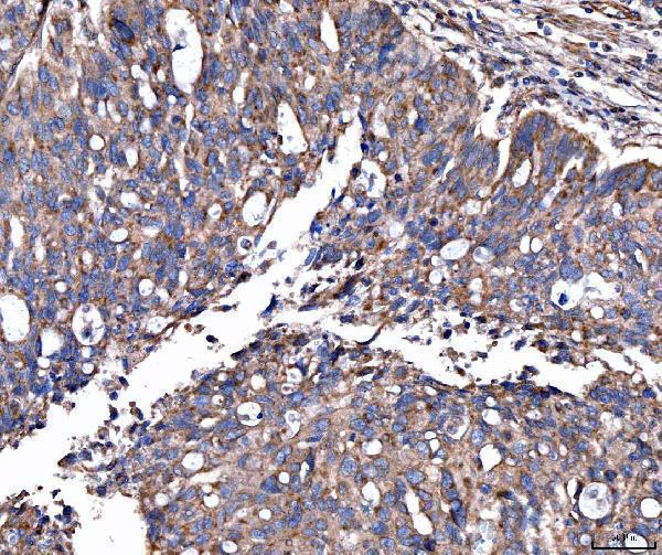  IHC analysis of MRP3/ABCC3 using anti-MRP3/ABCC3 antibody (A02429-1)