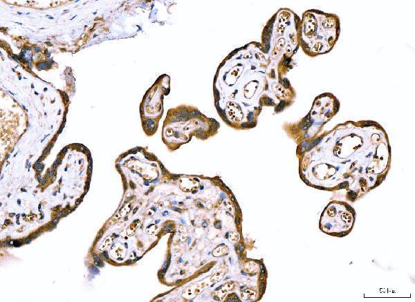 a02429 1 abcc3 primary antibodies ihc testing 4