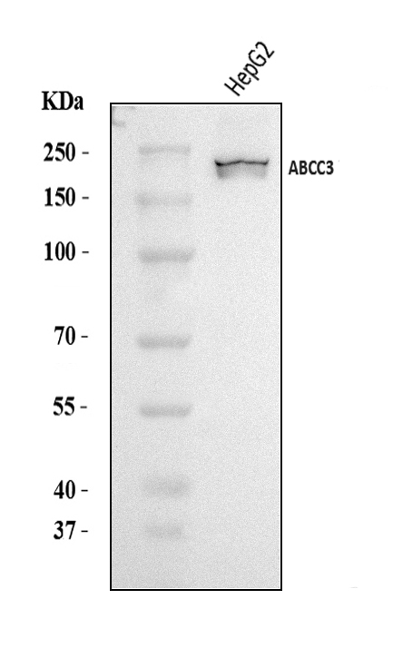  Western blot analysis of MRP3/ABCC3 using anti-MRP3/ABCC3 antibody (A02429-1)