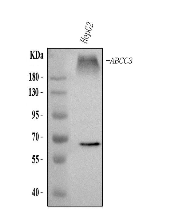  Western blot analysis of ABCC3 using anti-ABCC3 antibody (A02429-2)
