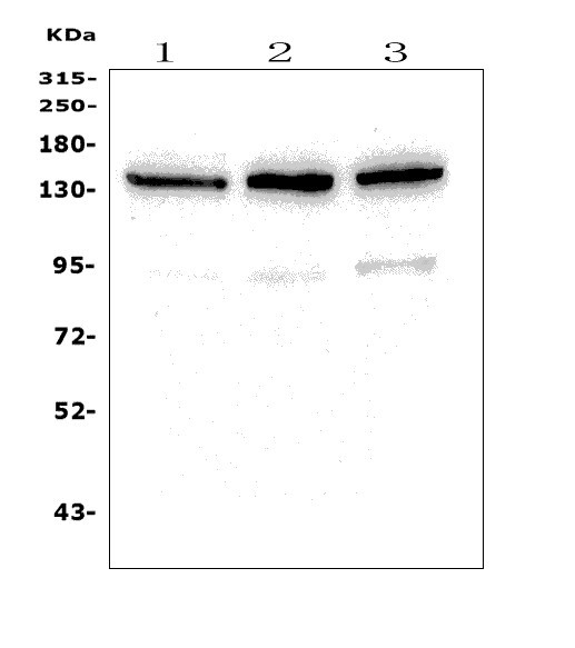a02430 1 phlpp1 primary antibodies wb testing 1