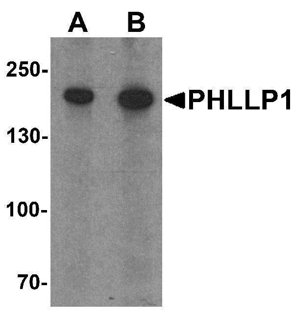 a02430 2 phlpp1 primary antibodies wb testing 1