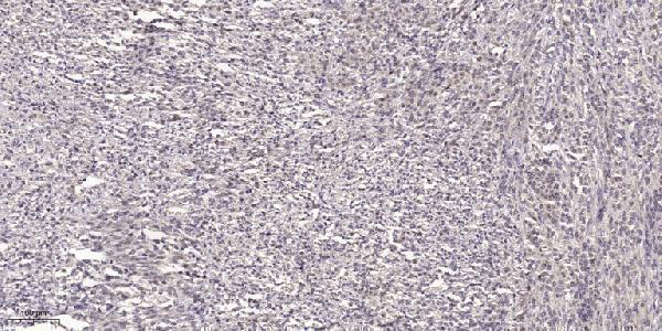 a02431 ywhab primary antibodies ihc testing 1