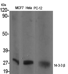 Western Blot analysis of various cells using 14-3-3 β Polyclonal Antibody