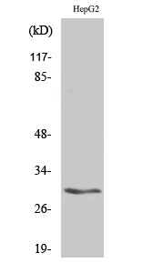 Western Blot analysis of Jurkat cells using 14-3-3 β Polyclonal Antibody
