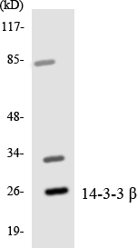 a02431 ywhab primary antibodies wb testing 5