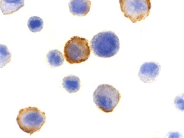 a02432 1 bmf primary antibodies icc testing 2