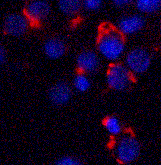 a02432 1 bmf primary antibodies if testing 3