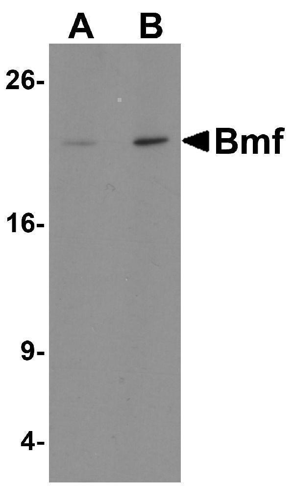 a02432 1 bmf primary antibodies wb testing 1