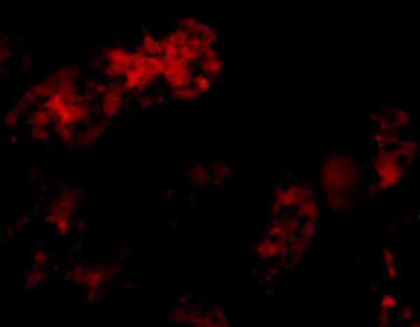 Immunofluorescence of Bmf in human kidney tissue with Bmf antibody at 10 μg/mL