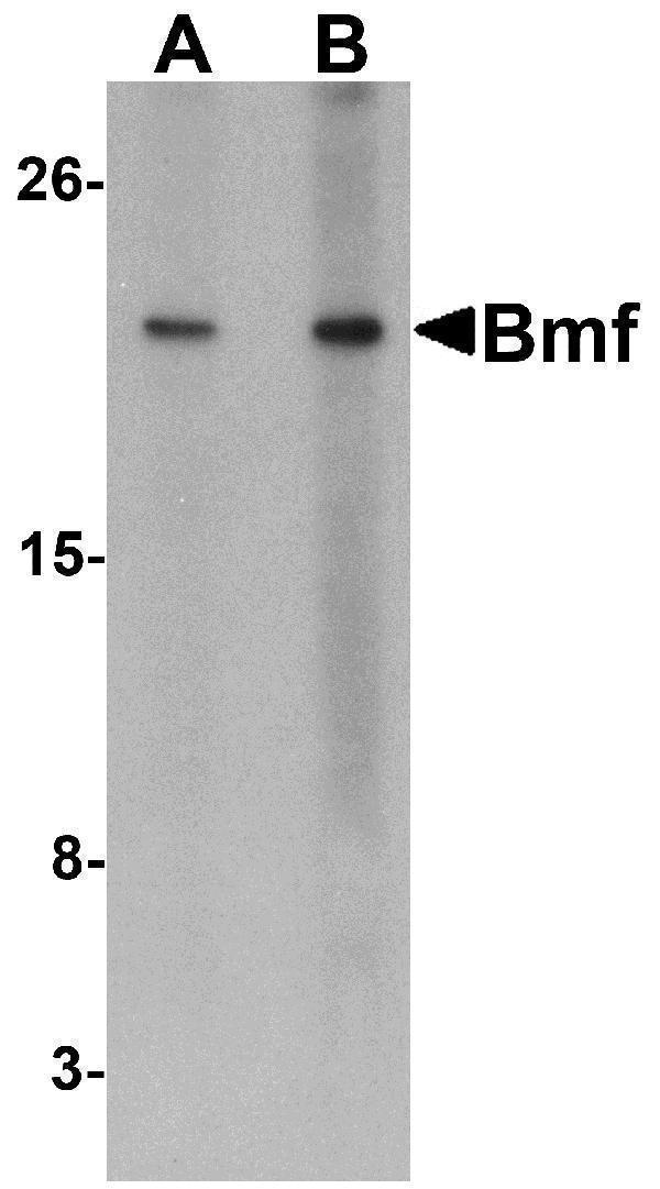 Western blot analysis of Bmf expression in HepG2 cell lysate with Bmf antibody at (A) 2