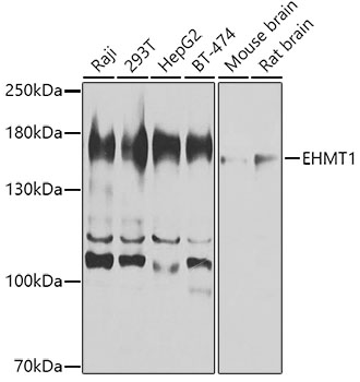 a02433 ehmt1 primary antiboties wb testing 1