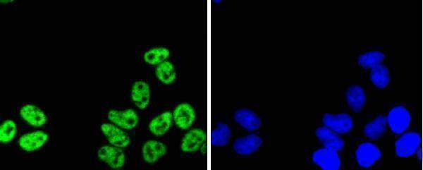a02434 2 prpf19 primary antiboties icc testing 2